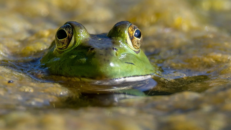 Bullfrog, Umpqua River, Elkton, Oregon, USA